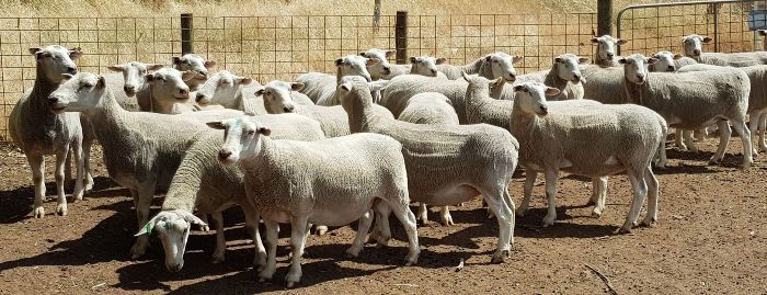 700x269_banner_ewes_for_sale_1c.jpg