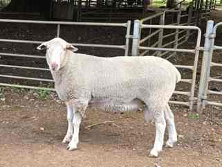 321_boree_park_new_ram_2025c.jpg